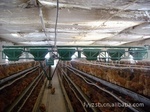 畜牧机械黄页 养殖设备公司全览与产业升级新图景